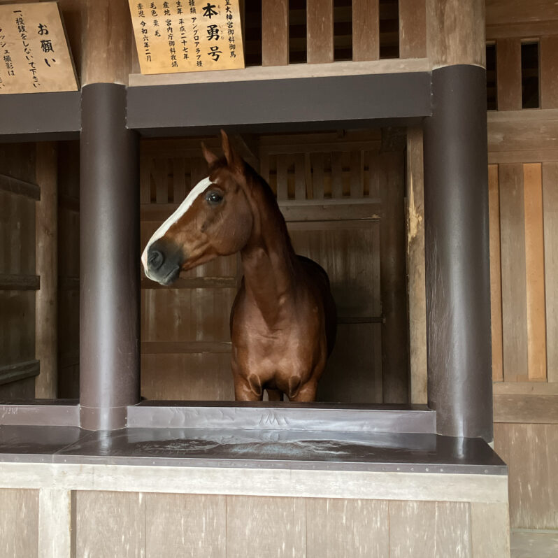 伊勢神宮にいらっしゃる神馬「本勇」